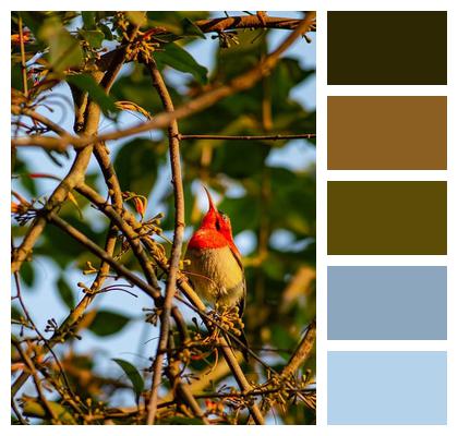 Branch Crimson Sunbird Bird Image